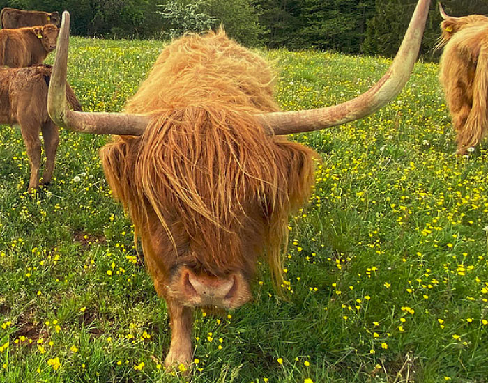 Gasthaus-Crames-Highland-1 Gasthaus-Crames-Highland-1
